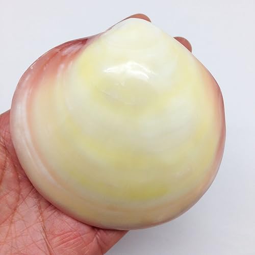 Vista 15 de Conchas marinas Pepperlonely, vieiras de diferentes tamaños