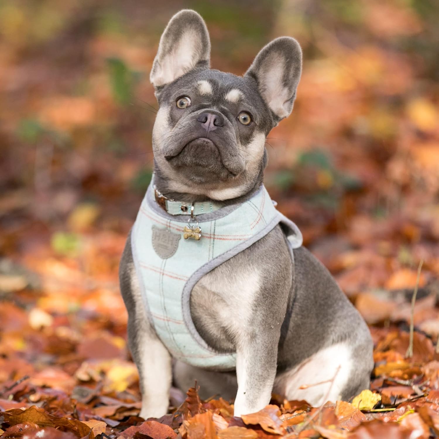 HUGO & HUDSON Tweed Vest Dog Harness Adjustable Rear Buckle No Choke