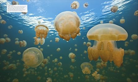 Ocean: The Definitive Visual Guide