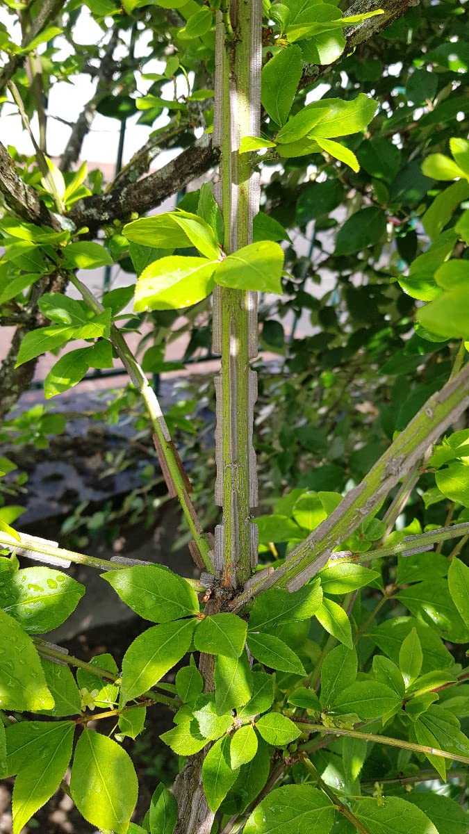 Euonymus alatus/Fusain à bois ailé/Conteneur de 7 à 10 litres