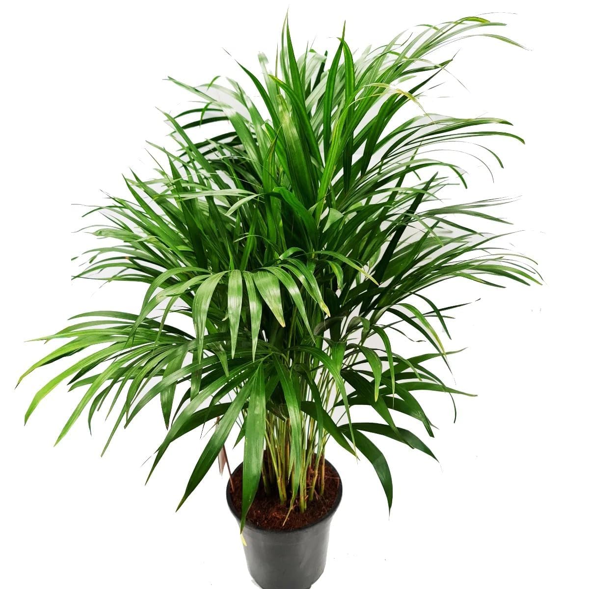 See full amazon price history chart for Treeicks live indoor plant (Areca Palm) Treeicks live indoor plant (Areca Palm) (B0DGG1NQWR) Amazon Price History, Amazon Price Tracker