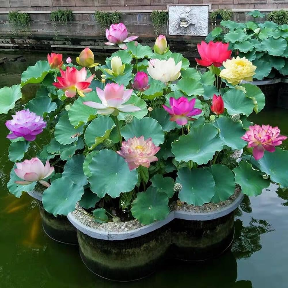 Red Lotus Plant - Blooms in 30 Days! -27