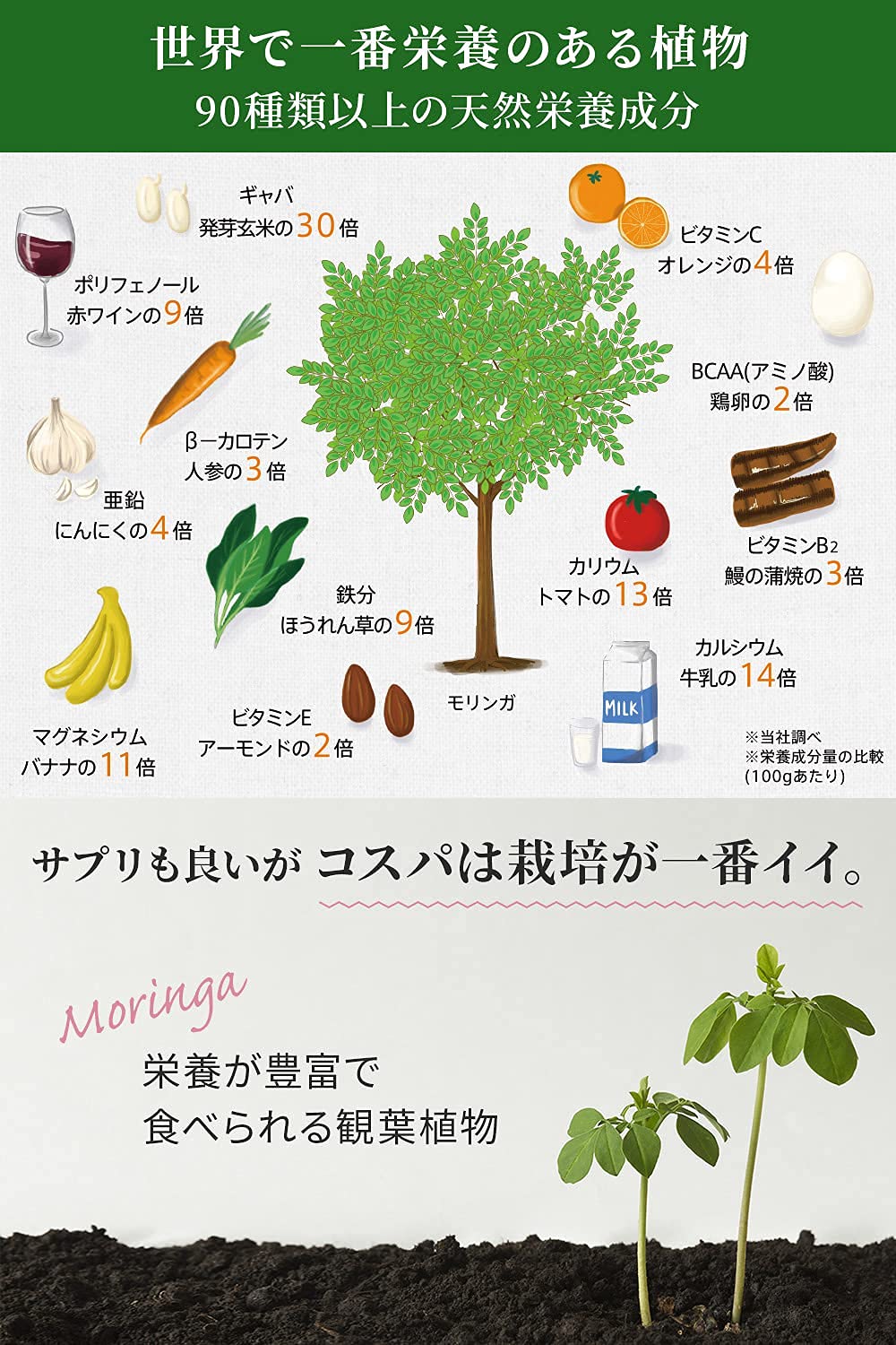 Amazon | モリンガ 種 有機 モリンガの種 [約250粒] スーパーフード