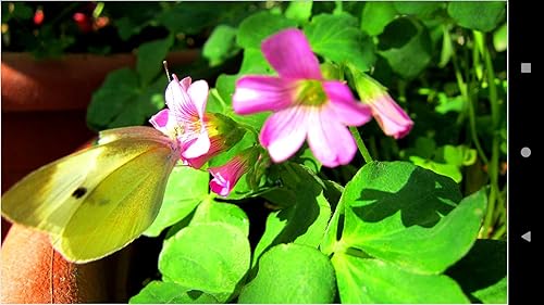 1054 Flowers Wallpapers