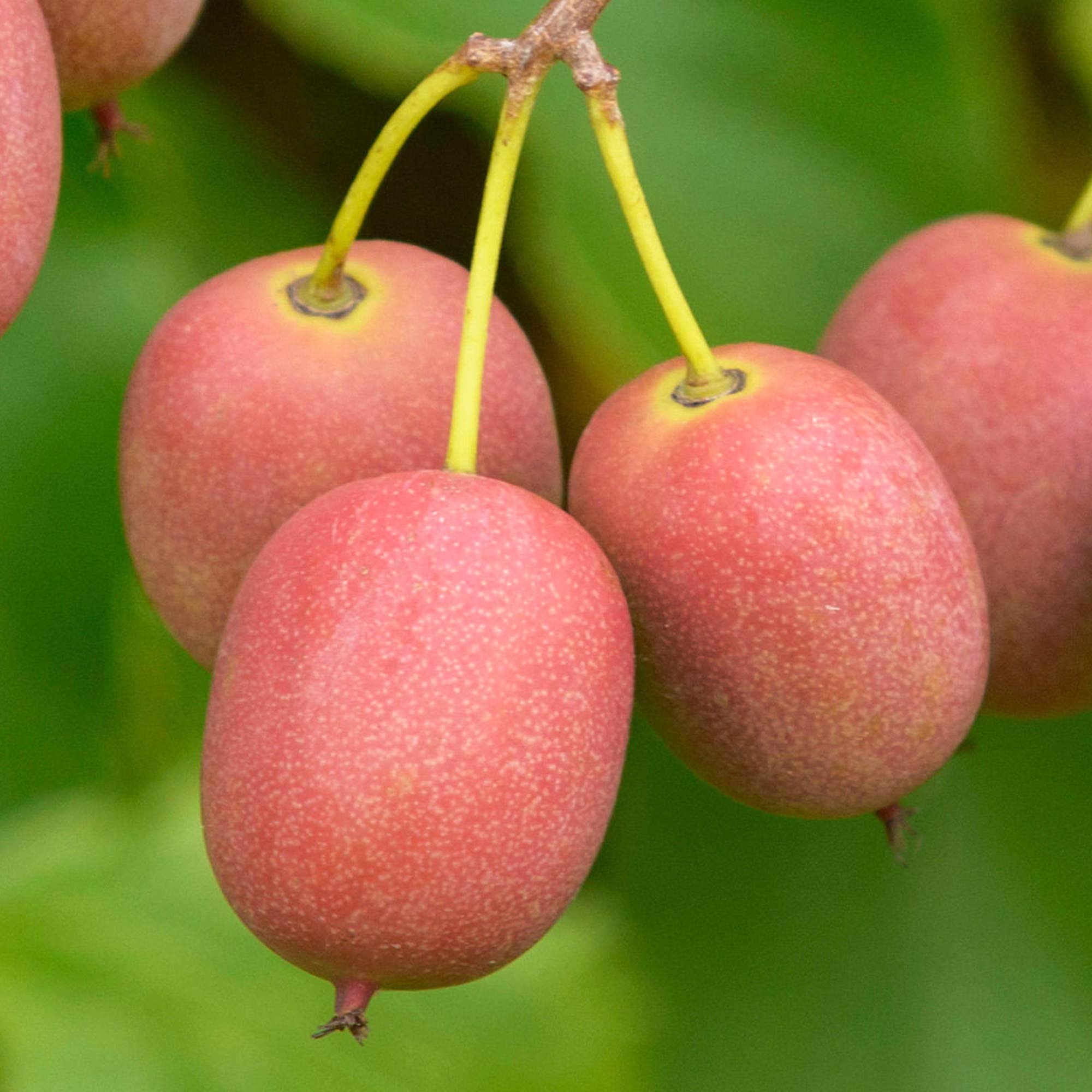 Kiwi Actinidia arguta Ken's Red | Compact Deciduous Climbing Garden Shrub in Pot