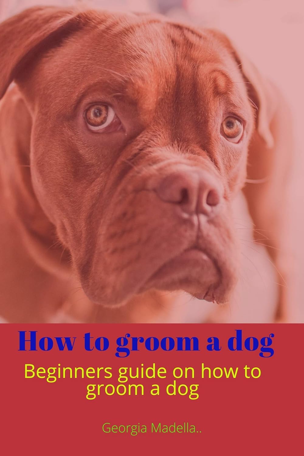 How to groom a dog Beginners guide on how to groom a dog