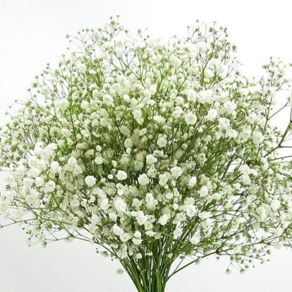PLANTOGALLERY Flower Seeds | Gypsophila Flower Seeds For Home Gardening (100 seeds Pack) (B09BG162G3) Amazon Price History, Amazon Price Tracker