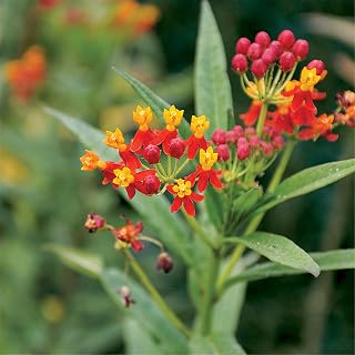 200+ Milkweed Seeds Flower Seeds Plants Butterfly Weed Tropical Butterfly Weed Seeds