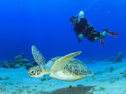 Miniatura 4 de Equipo de esnórquel para adultos con aletas, equipo de buceo para adultos, juegos de esnórquel de viaje profesional con aletas, máscara de buceo