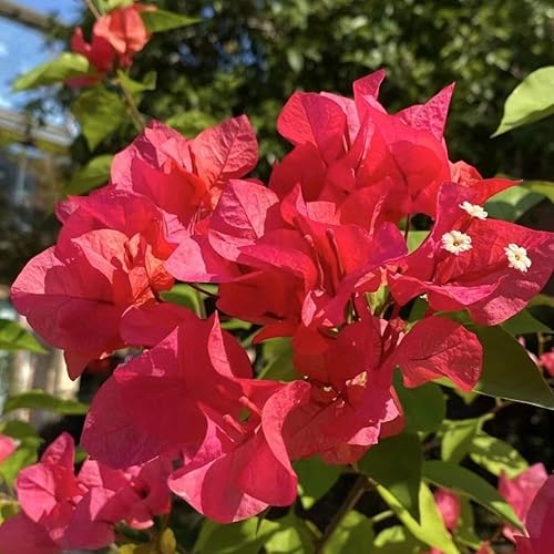 Miniatura 5 de Red Bougainvillea spectabilis - Plántulas de plantas vivas de 5 a 8 pulgadas de alto, pétalo doble, perfectas para decoración del hogar y jardín