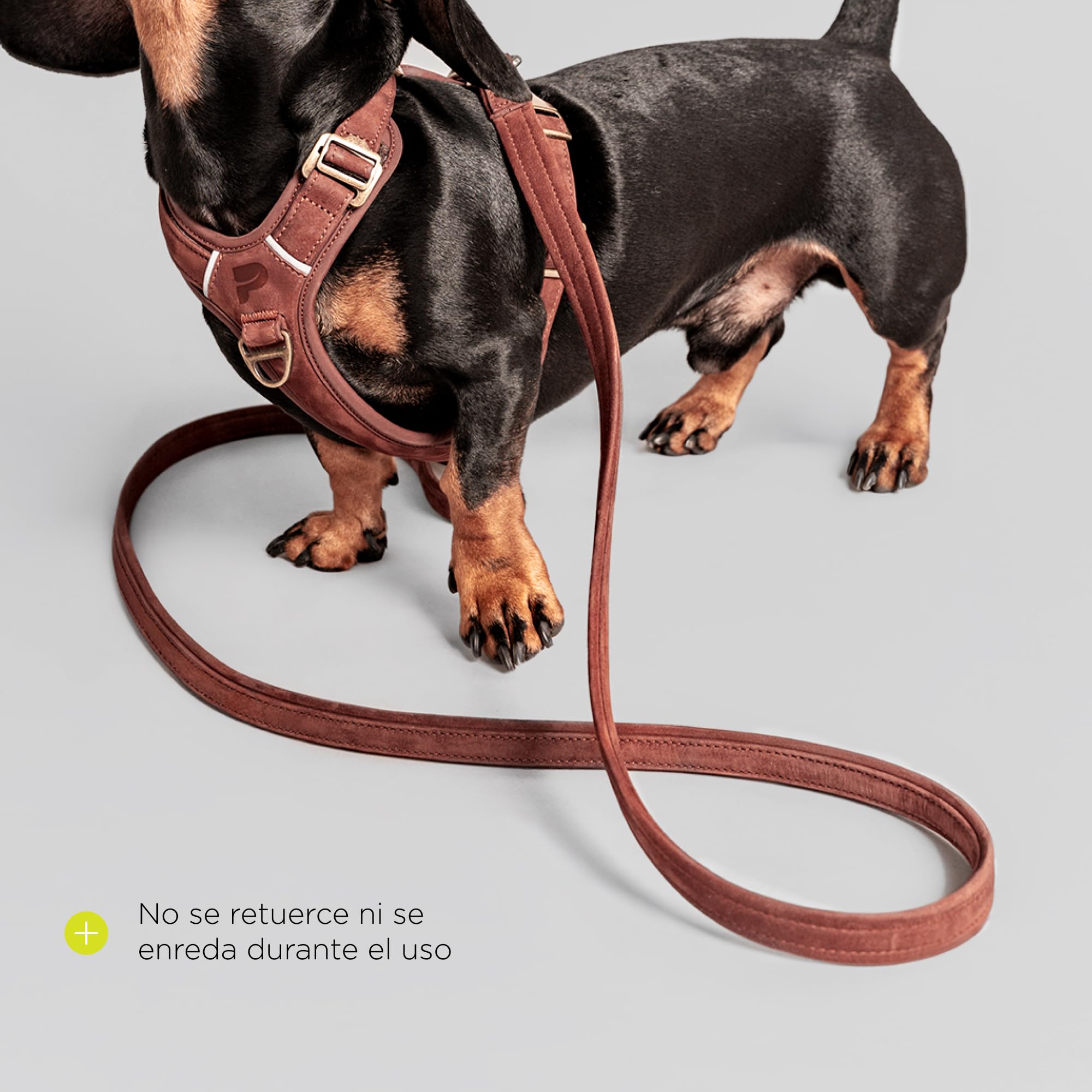 Regent Correa Perro de Cuero Bovino 1,7 m, Ancho 2,5 cm, Mosqueton con Bloqueo, Herrajes de Cobre Resistentes a la Corrosion, Costuras Fuertes