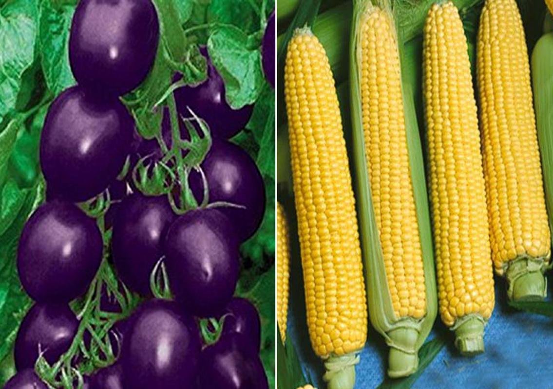 Purple Cherry Tomato and F1 Hybrid Sweet Corn Seed (Pack of 20 Seed Purple Cherry Tomato+ 50 Seed F1 Hybrid Sweet Corn) Seed-image-11