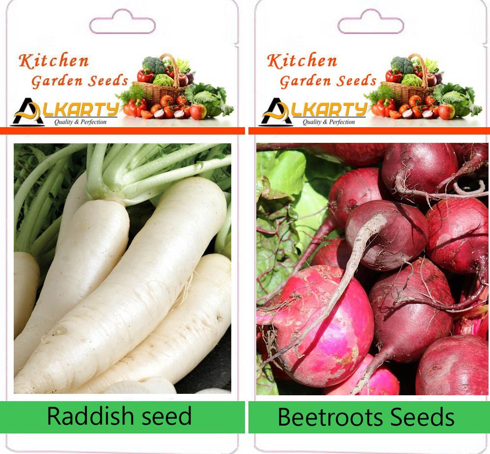 alkarty Raddish and Beetroots Winter Vegetable 20 Seeds per Packet (B01M0QW33U) Amazon Price History, Amazon Price Tracker
