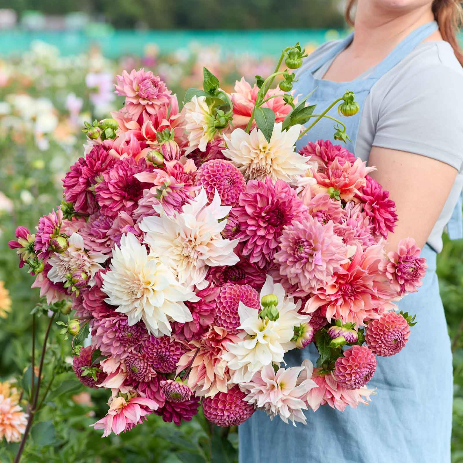 Eden Brothers Pink Powerhouse Dahlias