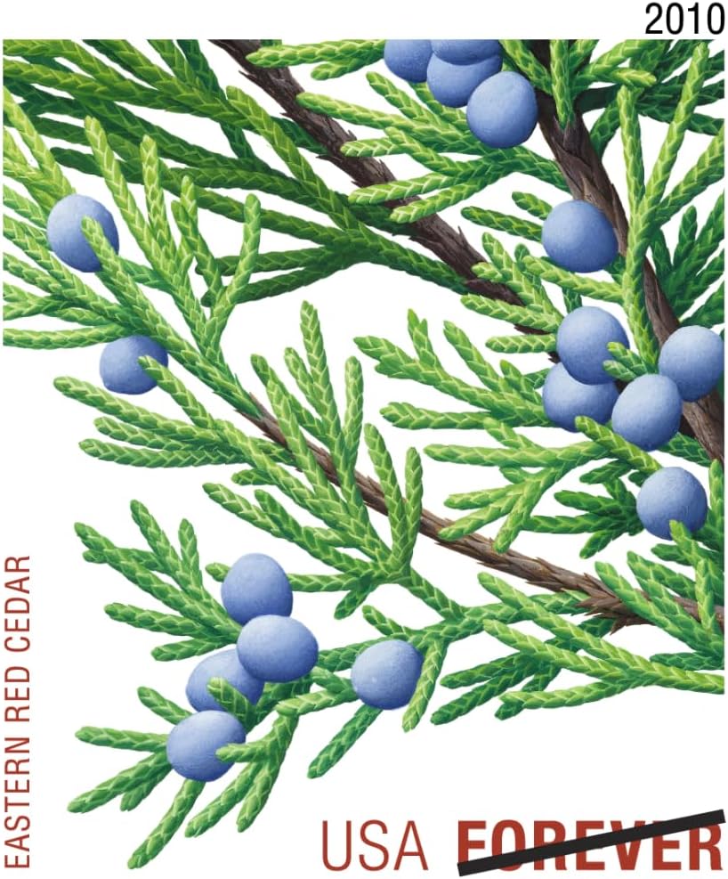 Holiday Evergreen FOREVER Stamps, Pane of 20