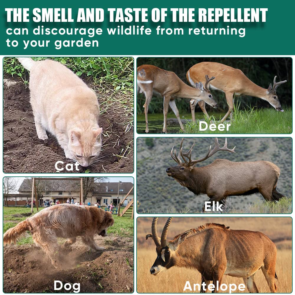 Can Deer Smell Dogs