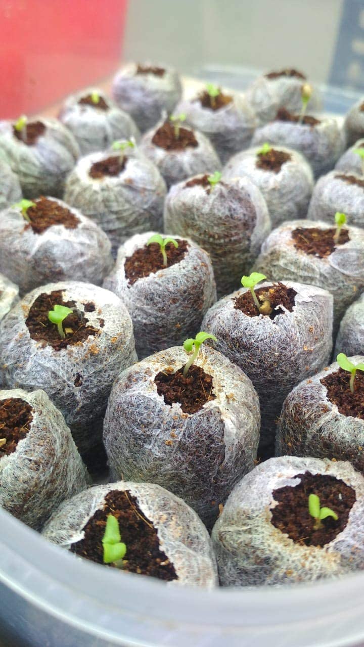 coco☆ Hydroponics Jiffy Coco Pellets/Coco disc/Coco Coin/Coir Coin 50mm