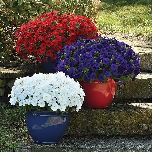 2000+ Mixed Petunia Seeds For Planting Non-Gmo Heirloom Seeds - Annual Hanging Basket Flower Bonsai Decorative #TOP3