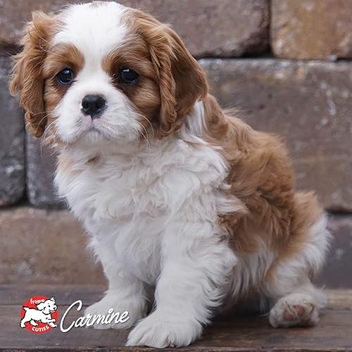 Miniatura 9 de Fromm Classic Puppy Dog Food - Alimento seco prémium para cachorros de razas grandes, medianas y pequeñas, receta de pollo, 5 libras