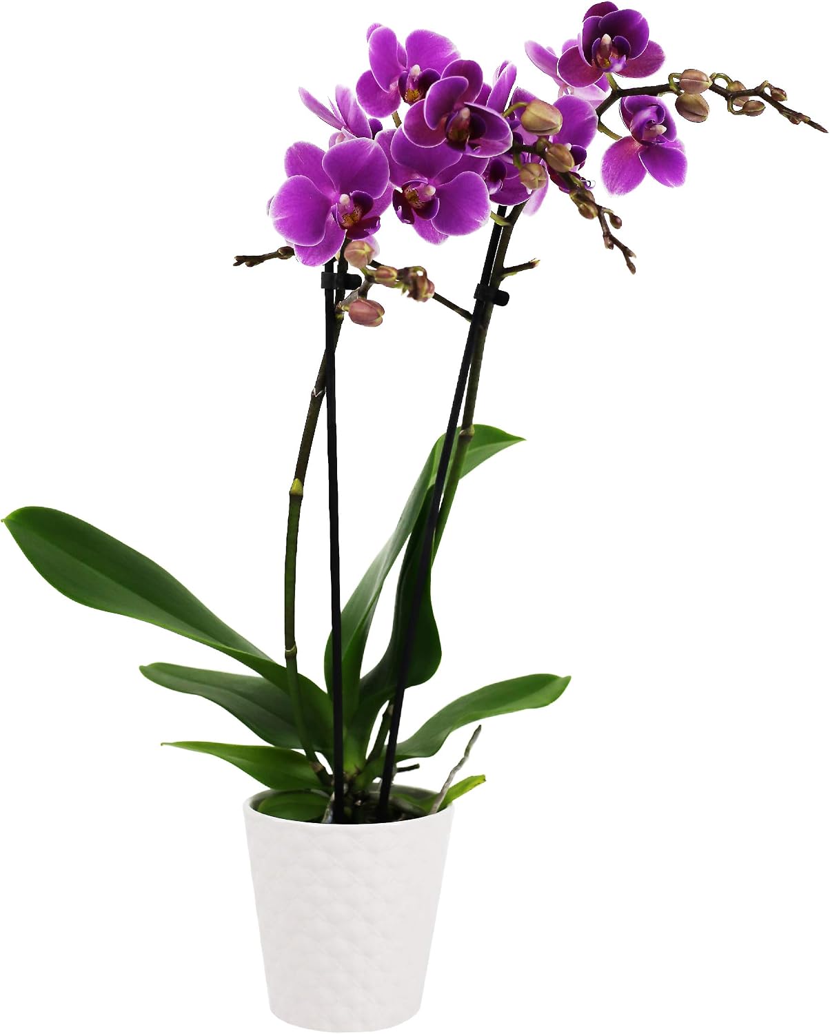 Plants & Blooms Shop™ PB105 Orchid, Pink