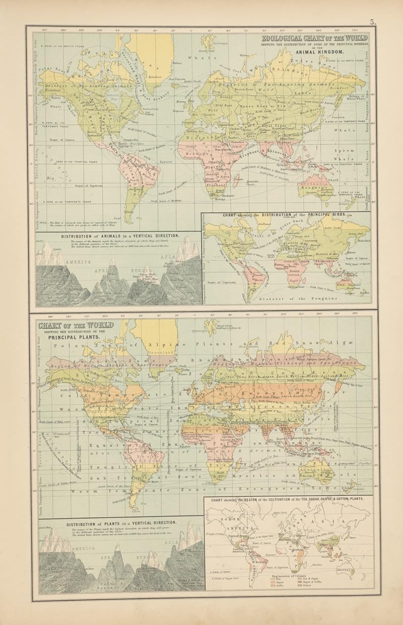 Zoologisches Diagramm der Welt, das die Verteilung einiger der wichtigsten Mitglieder des Tierreichs zeigt, Posterdruck von Charles Scribner's Sons (61 x 91 cm)