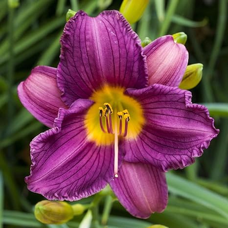 ワスレグサ根茎 多年草 エレガント カラフルな花 鉢植えができます リッチでカラフル リビングルームの装飾 室内装飾花 観賞植物 2根茎 2 花 Amazon ワスレグサ根茎 多年草 エレガント カラフルな花 鉢植えができます リッチでカラフル リビングルームの装飾 室内装飾花 観賞植物 2根茎 2 花 Amazon