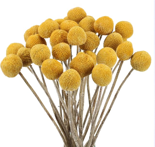 HUAESIN 30Pcs Dried Craspedia Flowers Billy Button Balls Floral Bouquet Artificial Yellow Craspedia Ochre Dried Flowers for Home Kitchen Bedroom Table Desk Flower Arrangements Decorations