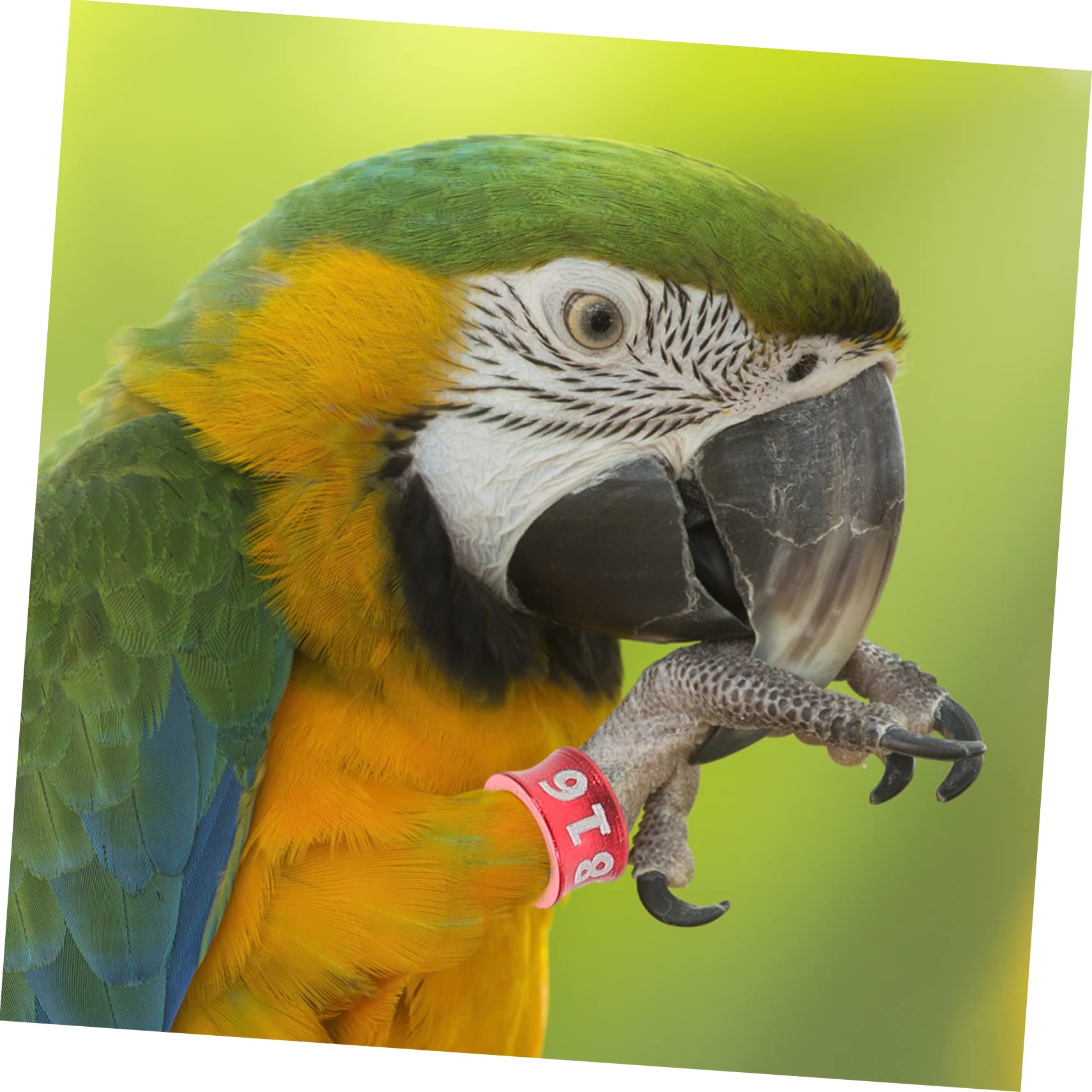 150pezzi Anelli per Zampe di Piccione e Pappagallo Anelli Identificativi per Uccelli di Diversi Colori Facili da Usare e Conservare per Pigeons Cockatiels Parakeets