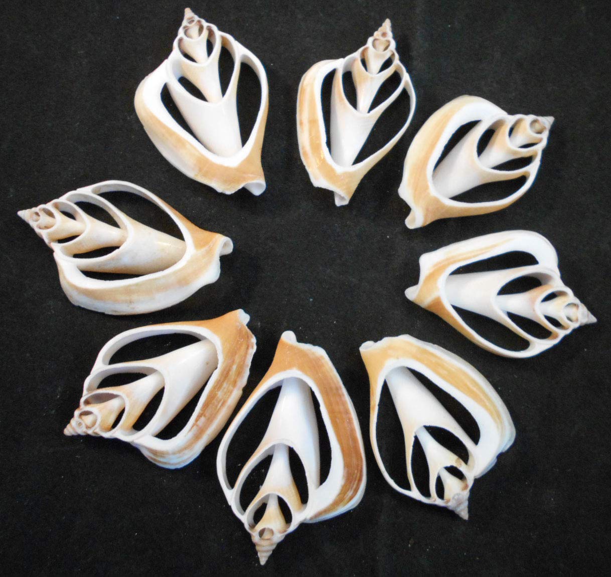 Set of 24 Center Cut Canarium Shells (2") Beach Crafts Coastal Cottage Decor Nautical Art Ornament Making Aquarium Deco - Image 2