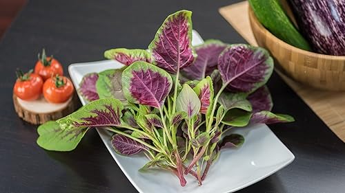 Miniatura 4 de Gaea's Blessing Semillas  Semillas de amaranto verde  Espinaca china  Lu Hsien Heirloom  Semillas sin OMG con instrucciones de siembra fáciles de