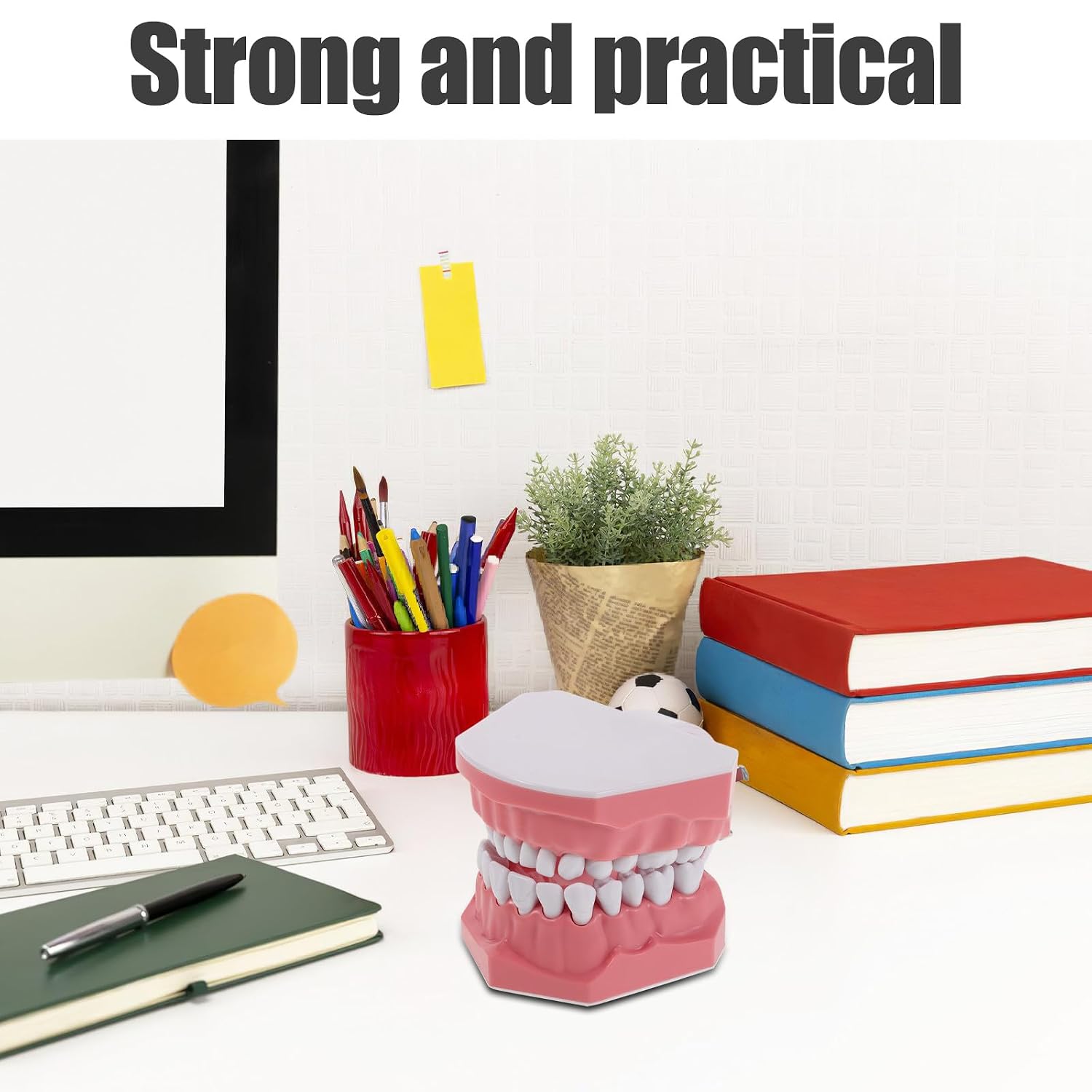 Generic Typodont Demonstration Model for Teaching - Standard Teeth Educational Prop - Dental Supplies for Students Study Tooth Cleaning Instruction