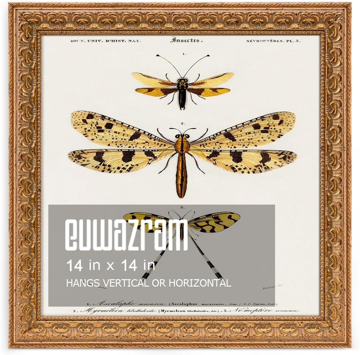 14x14 Ornate Vintage Gold Picture Frame - Single Frame, 14 x 14 Classic Poster Frame for Art Prints & Gallery Walls