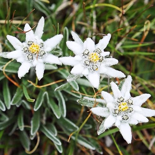 Miniatura 4 de YEGAOL Garden - 25 semillas de Edelweiss Leontopodium Alpinum resistentes a ciervos perennes flores cortadas con bordes llamativos contenedores de