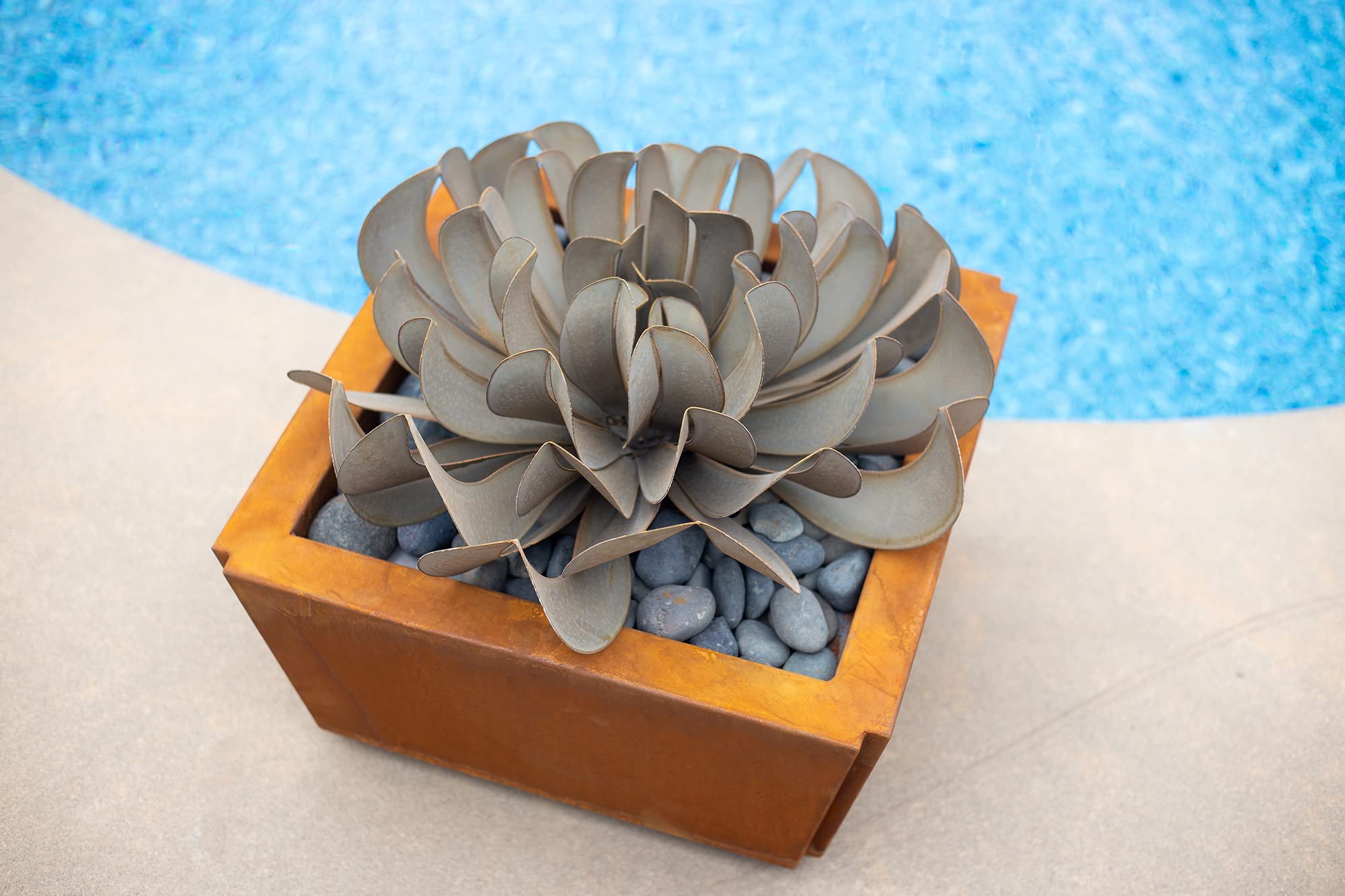 苺ティピ 多肉植物 多肉植物・サボテン販売～PICO庵～ / エケベリア属