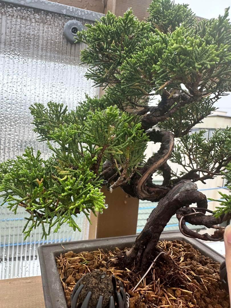 白木盆栽園　イボタ　盆栽　樹高15センチ　楓カエデ紅葉モミジ欅ケヤキ実物観葉植物 白木盆栽園 イボタ 盆栽 樹高15センチ 楓カエデ紅葉モミジ欅ケヤキ実物観葉