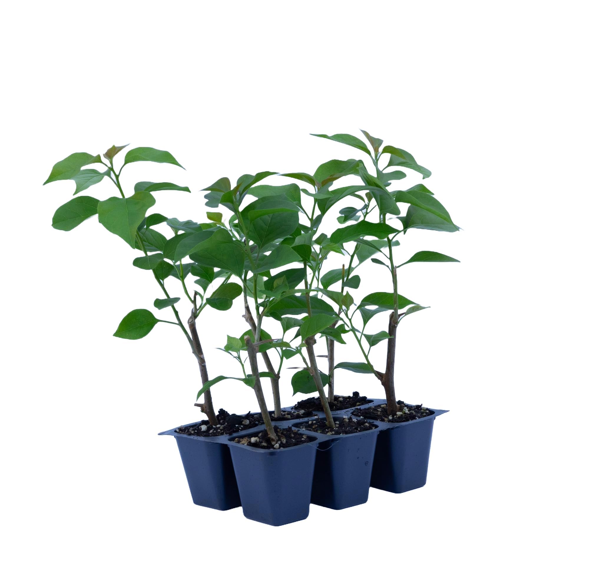 CitronellaKing La Jolla Bougainvillea 3-Pack