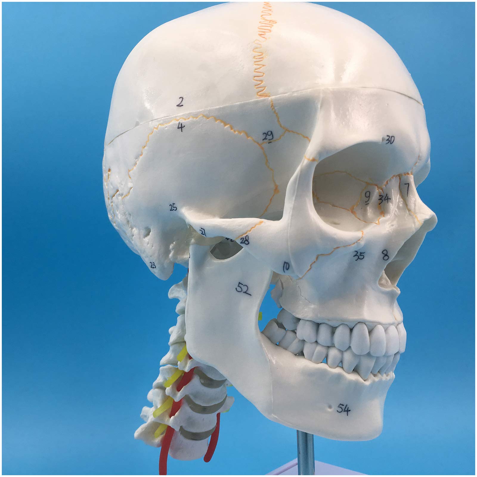 Sjdopulse A Life Size Skull Replic - Human Skull Model With 7 Cervical Vertebrae, Nerve Nd Rtery - Medical Natomical Human Skull Model - For Study Teaching (A)