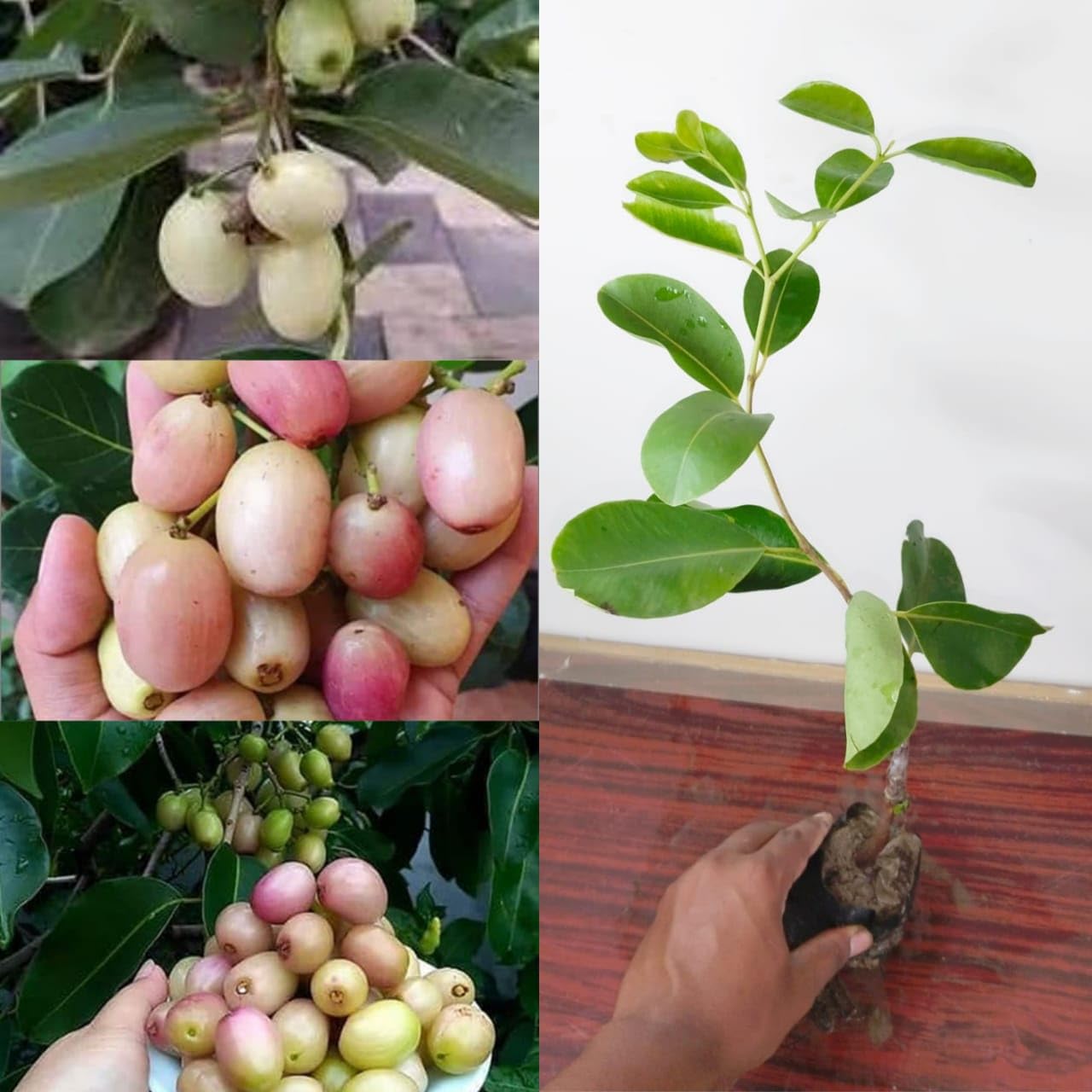 Golden Bloom Original Thai White Jamun Plant Grafted, Grafted White Jamun, Jam Fruit Plant & Tree (height 1-2 Ft) Next Under 1-2 Years U Gets fruits