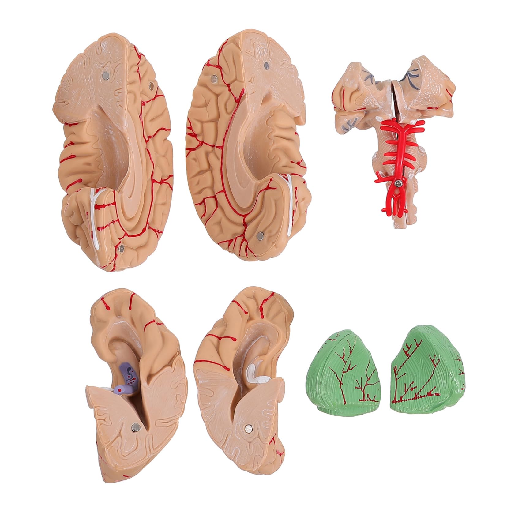 Cabilock 1pezzi Modello Anatomico del Cervello Umano Visualizzazione Scientifica Realizzato Materiali di Buona Qualità Adatto per Istruzione Prescolare e Studi Medici