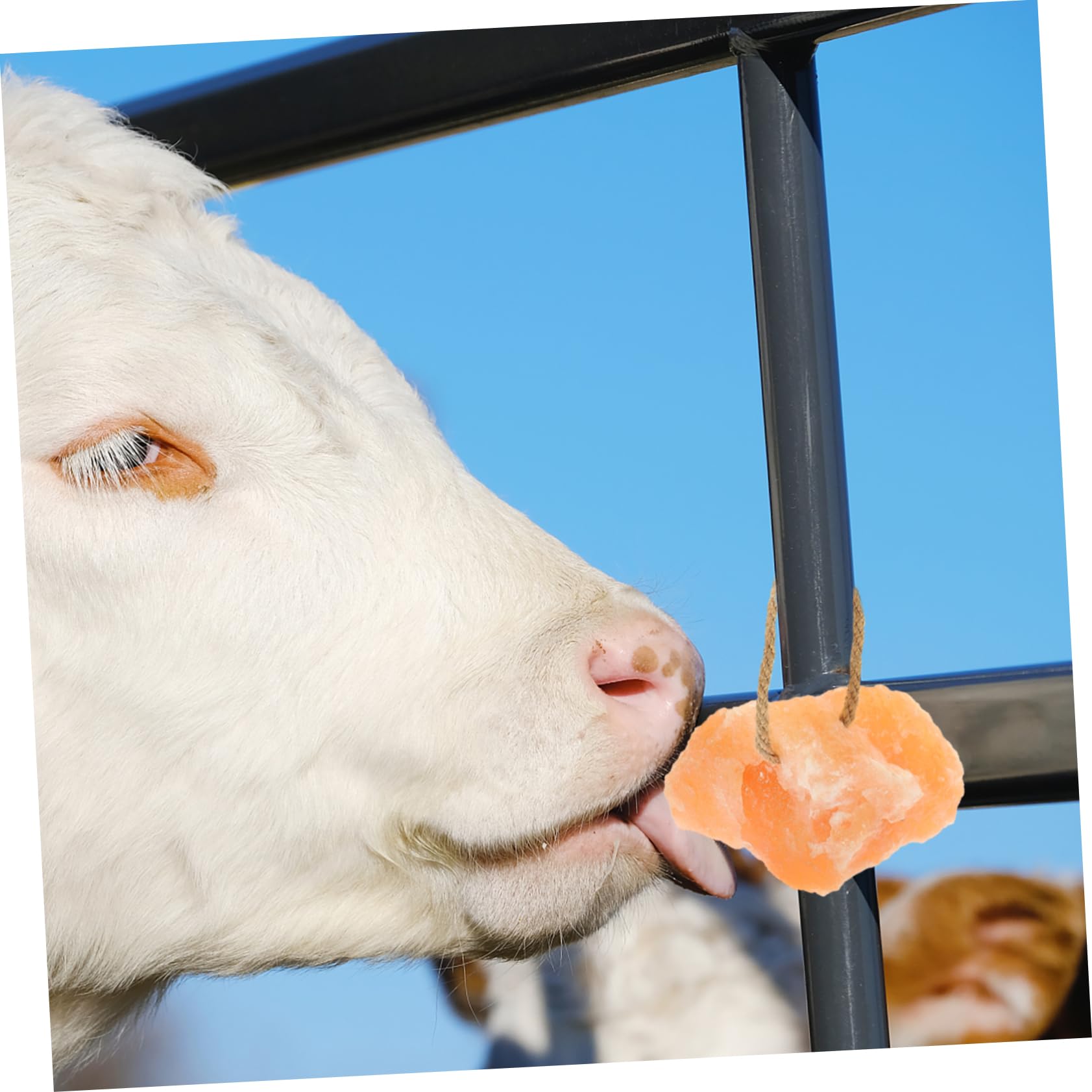 Bloc de Sel à Suspendu pour Bétail 1 Pièce Sel Naturel Supplément pour Animaux de Ferme
