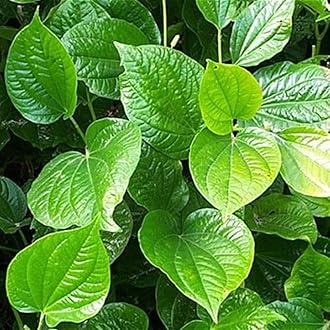 Betel Leaf/Banarasi Maghai Paan Rare Healthy Live Plant | Tamalapaku Paan Leaf Healthy Live Plant Indoor &Outdoor Plant (Above 6-12 Inch) - Pack of 1.