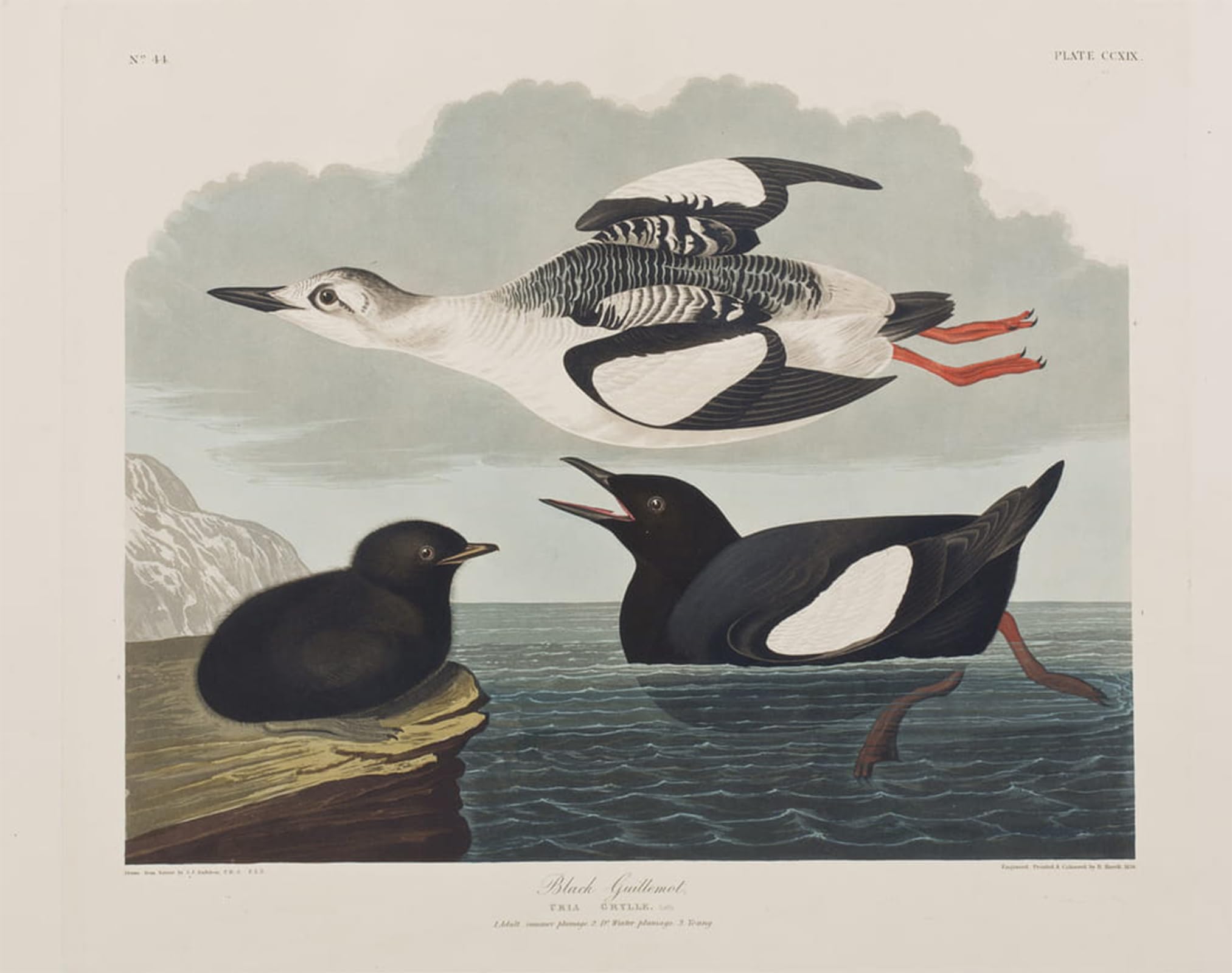 SERENDIPITP Abstract Painting Mural Print Picture Wall Decor Painting Illustration From birds of America by John Jamess Audubon Vintage Wall Artwork for Home Decor 60x90cm