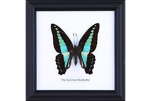 The Common Bluebottle: Framed Butterfly Taxidermy Decor
