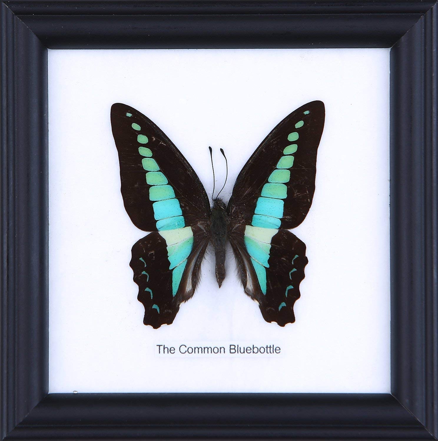 The Common Bluebottle (Graphium sarpedon) | Framed Beautiful Butterfly Wall Decor | Unique Taxidermy Collectables | 4.75 x 4.75 in.