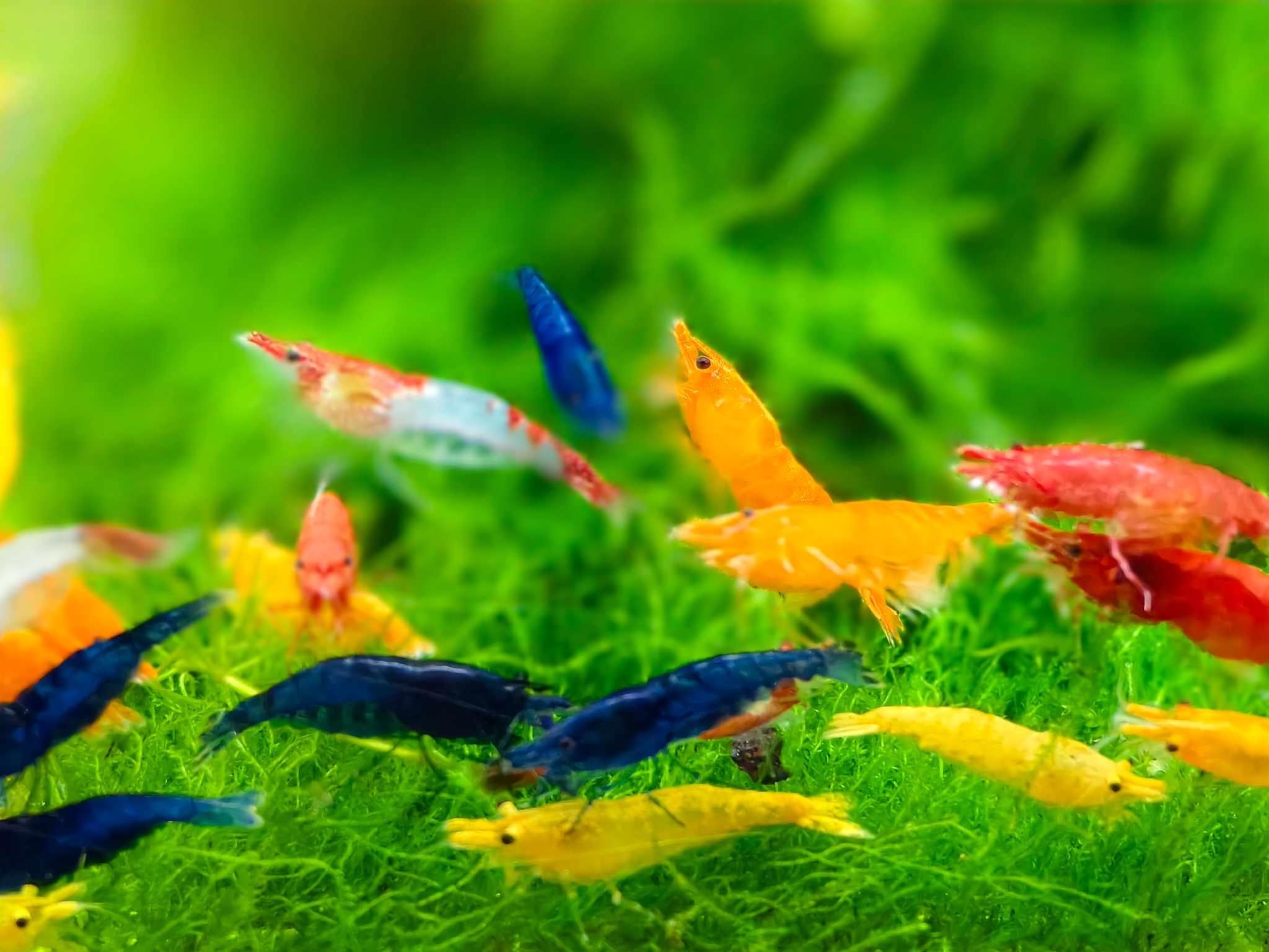 Mix Neocaridina Garnelen für lebende Garnelen Süßwasser-Aquarium - Lebendgarnelen-Ankunftsgarantie (50 Stück, gemischt)