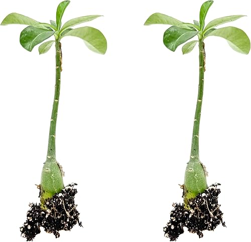 Miniatura 2 de ragnaroc Suculentas vivas  Adenium Obesum Desert Rose +6 pulgadas de alto 2 pulgadas Plug  2ct  Color cuando florece puede ser rosa o rojo, Bonsai