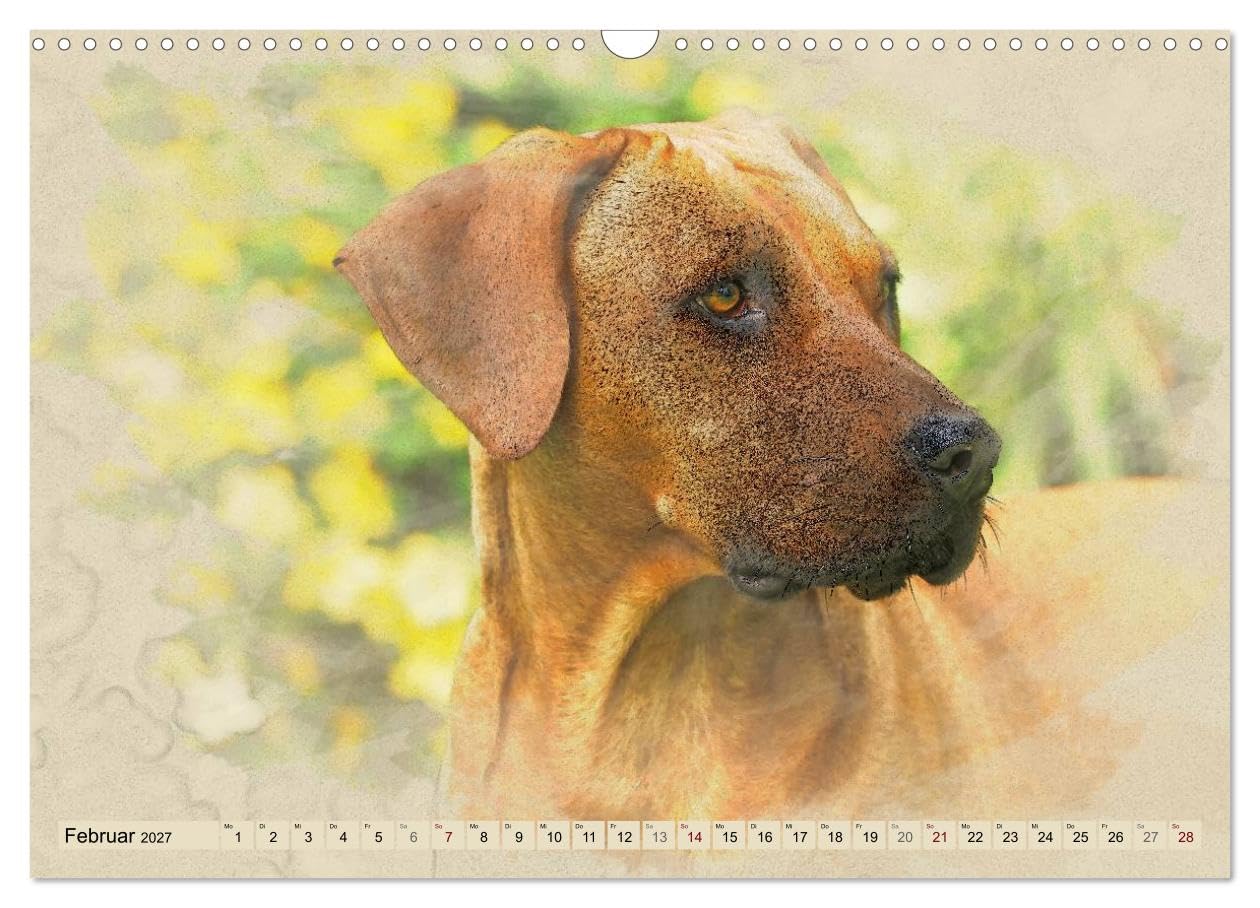 CALVENDO - Rhodesian Ridgeback 2027 (Wandkalender 2027 DIN A3 quer), Monatskalender: Zwölf wunderschöne, großformatige Bilder von Rhodesian Ridgebacks im einzigartigen Aquarell-Design, die wir mit Lie