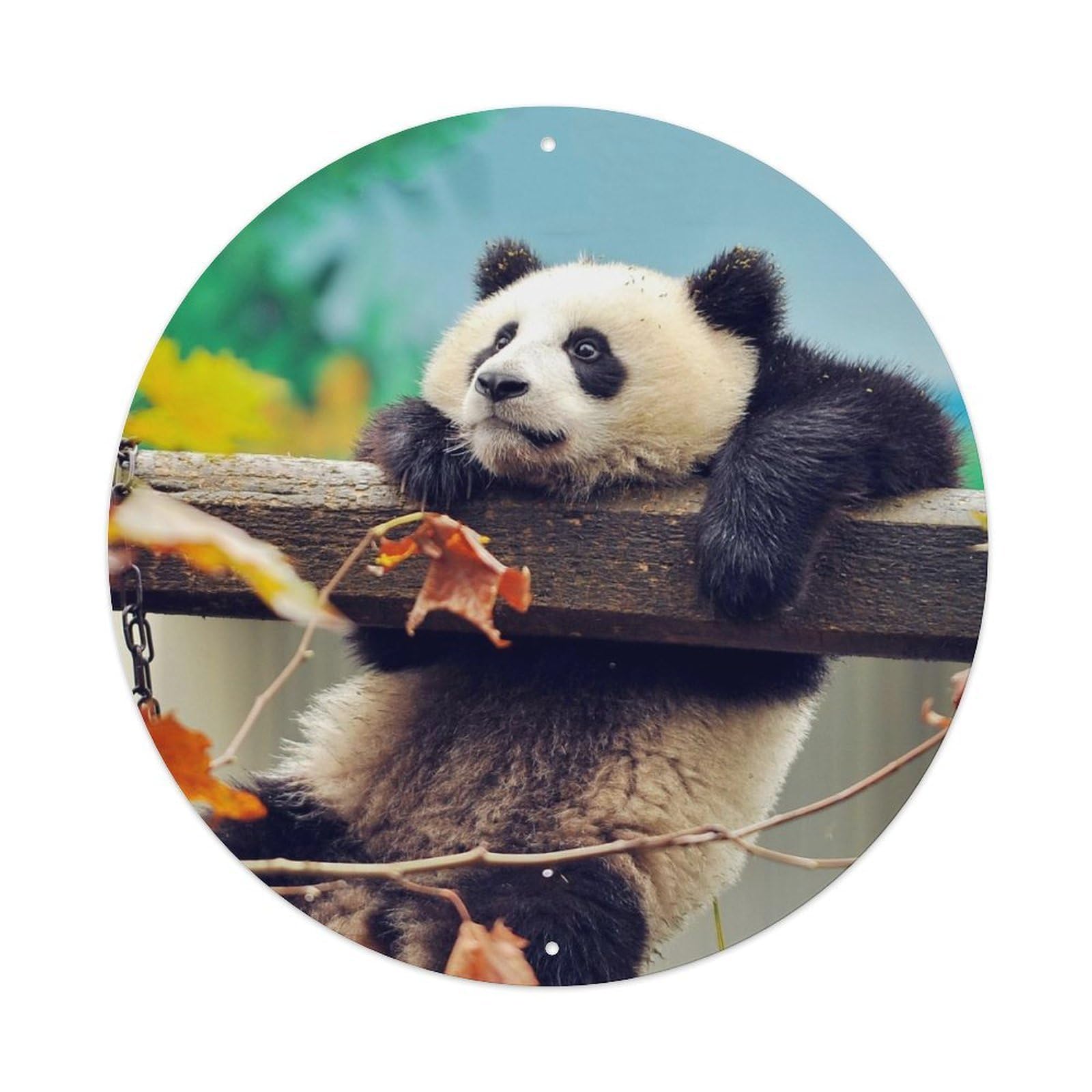 Giant Panda Akiba Zen Wildlife Nature Poster Metal Tin Sign