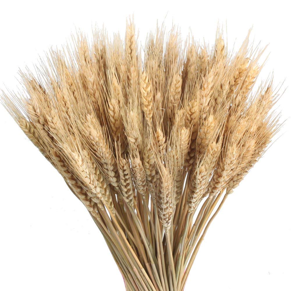 HUAESIN 100pcs Blé Séché Bouquets de Blé Séché Naturel Decoration Blé Naturel Seché Fleurs Sechees Naturelles Decoration pour Ba