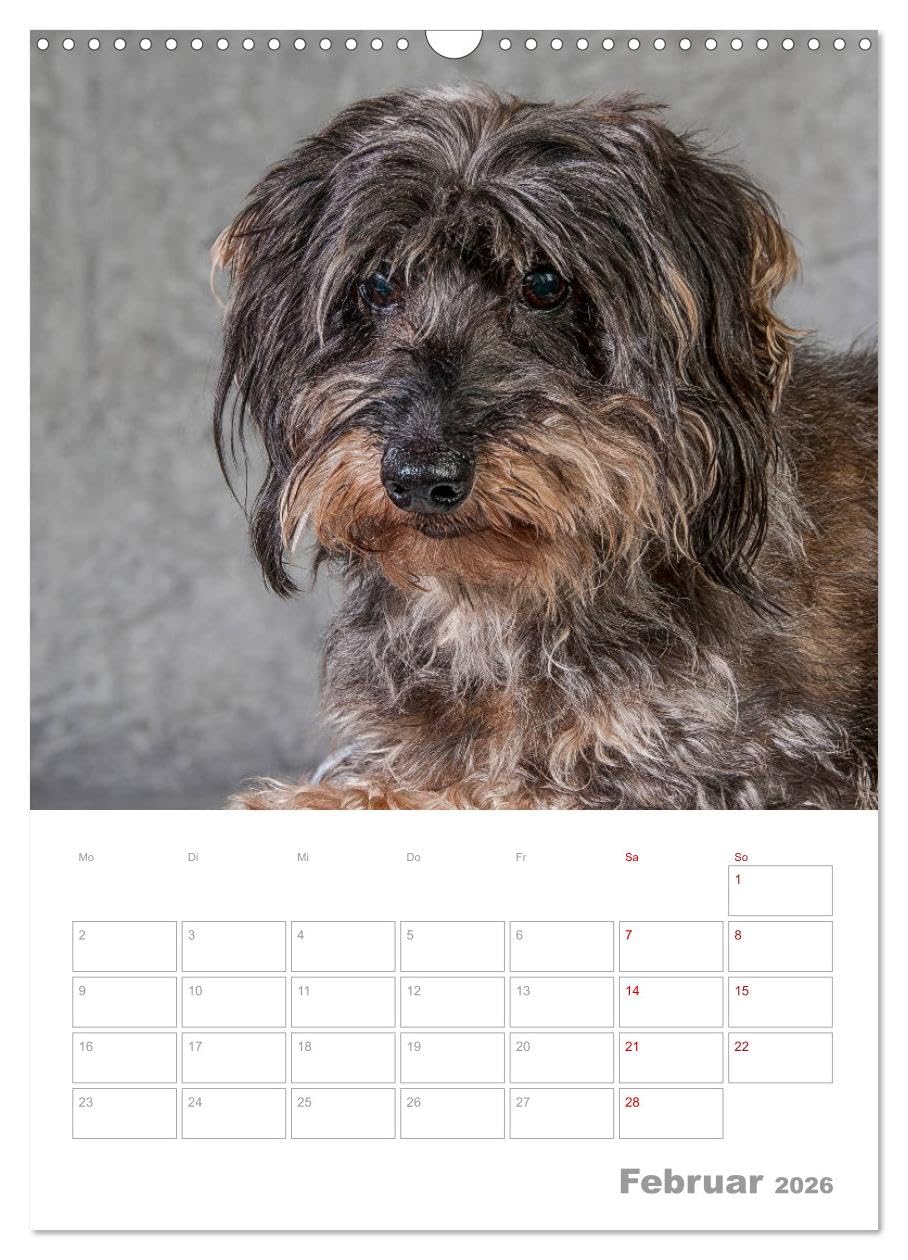 Dackelportraits (Wandkalender 2026 DIN A3 hoch), CALVENDO Monatskalender: In diesem Dackelkalender präsentieren sich Rauhaardackel von ihrer schönsten Seite. (CALVENDO Tiere)